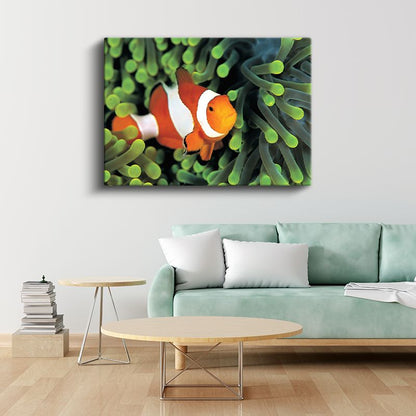 Palyaço Balığı - Mercan Resiflerinin Rengarenk Sakini Kanvas Tablo