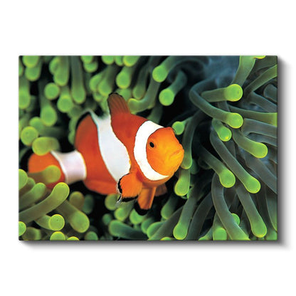 Palyaço Balığı - Mercan Resiflerinin Rengarenk Sakini Kanvas Tablo