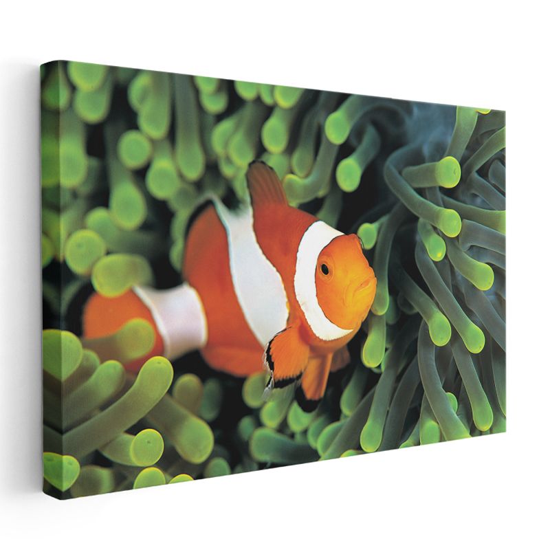 Palyaço Balığı - Mercan Resiflerinin Rengarenk Sakini Kanvas Tablo