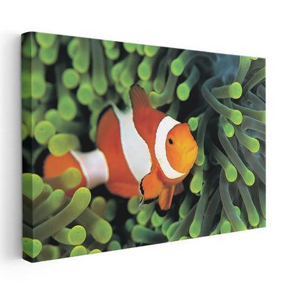 Palyaço Balığı - Mercan Resiflerinin Rengarenk Sakini Kanvas Tablo