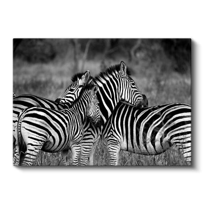 Zebra Sürüsü - Savanada Siyah Beyaz Uyum Kanvas Tablo