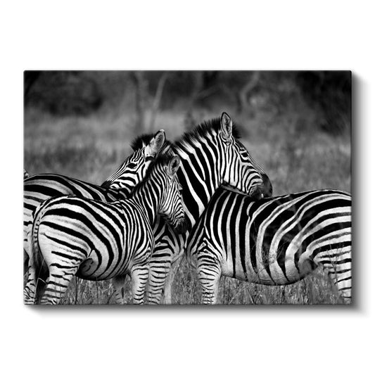 Zebra Sürüsü - Savanada Siyah Beyaz Uyum Kanvas Tablo