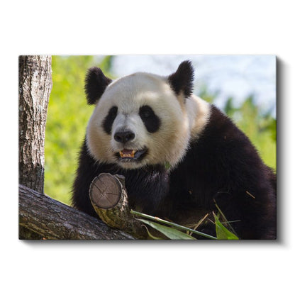 Meraklı Panda - Ağaç Dalında Sevimli Dostumuz Kanvas Tablo