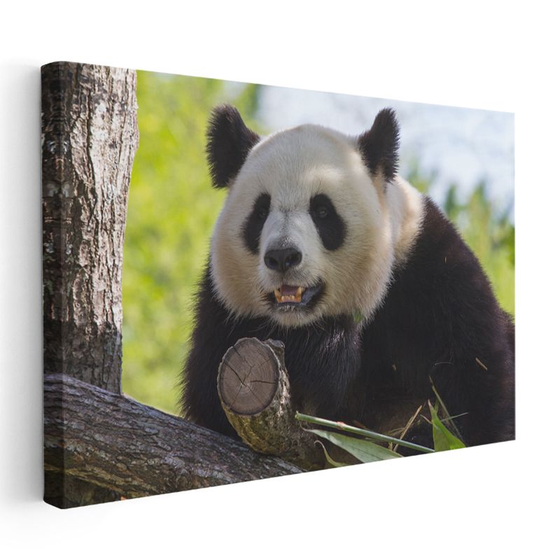 Meraklı Panda - Ağaç Dalında Sevimli Dostumuz Kanvas Tablo