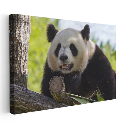 Meraklı Panda - Ağaç Dalında Sevimli Dostumuz Kanvas Tablo