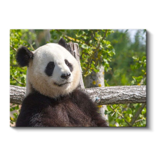 Düşünceli Panda - Ağaç Dalında Huzurlu Anlar Kanvas Tablo