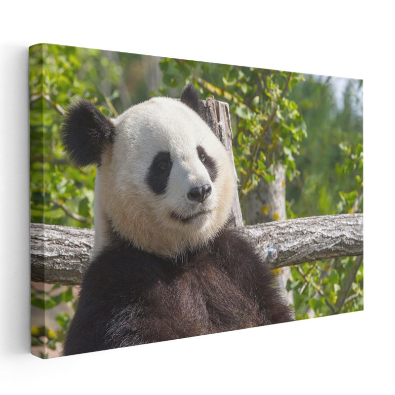 Düşünceli Panda - Ağaç Dalında Huzurlu Anlar Kanvas Tablo