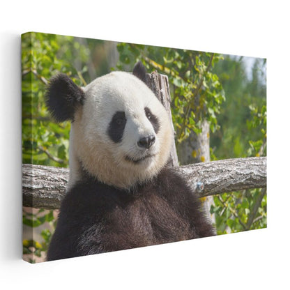 Düşünceli Panda - Ağaç Dalında Huzurlu Anlar Kanvas Tablo