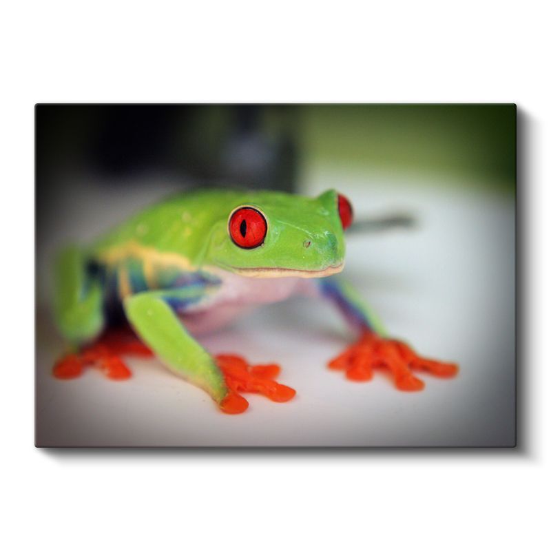 Ağaç Kurbağası - Renkli Ayaklarıyla Dikkat Çeken Amfibi Kanvas Tablo