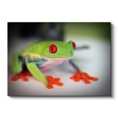 Ağaç Kurbağası - Renkli Ayaklarıyla Dikkat Çeken Amfibi Kanvas Tablo
