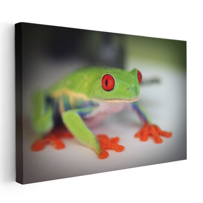 Ağaç Kurbağası - Renkli Ayaklarıyla Dikkat Çeken Amfibi Kanvas Tablo