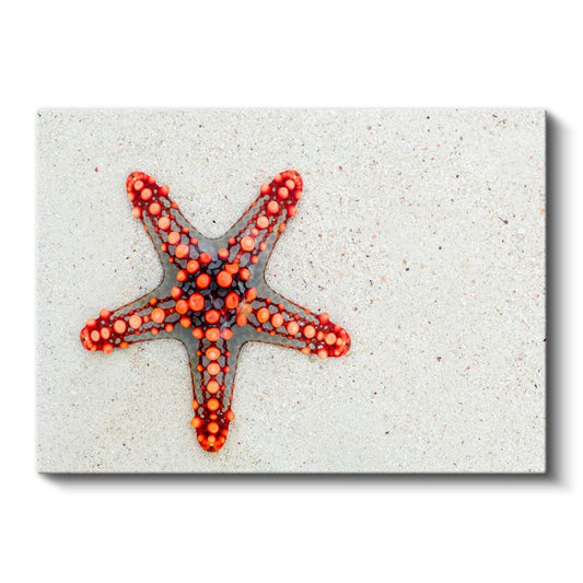 Kırmızı Denizyıldızı - Okyanusun Beş Kollu Yıldızı Kanvas Tablo