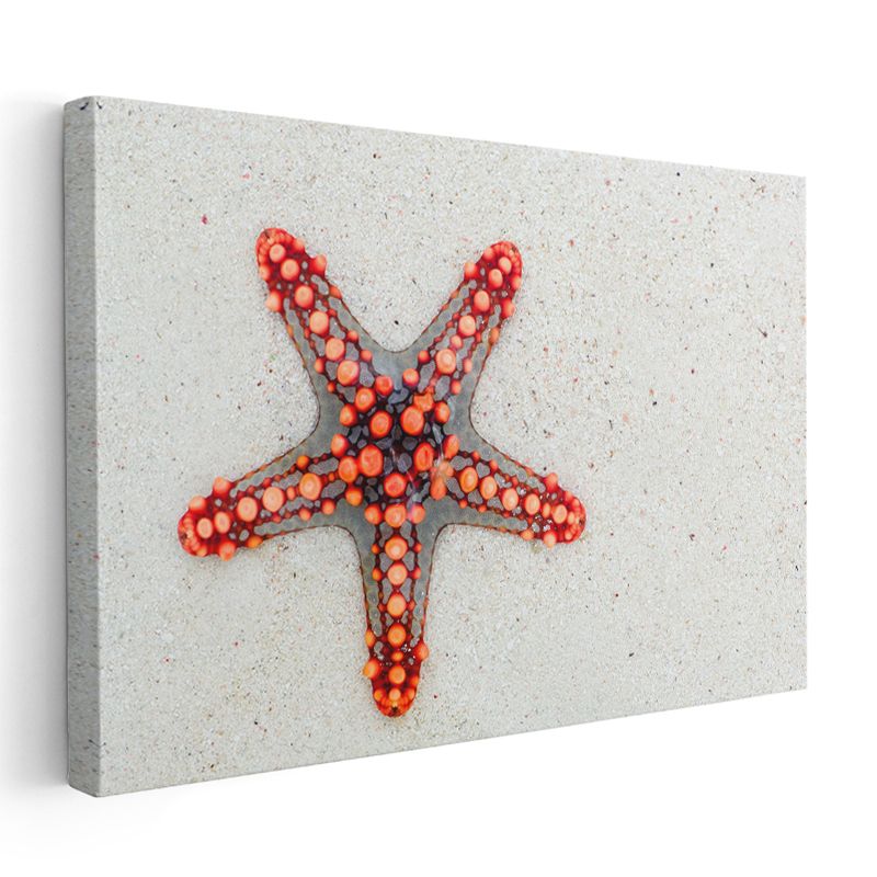 Kırmızı Denizyıldızı - Okyanusun Beş Kollu Yıldızı Kanvas Tablo
