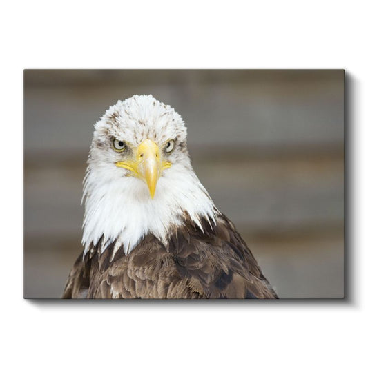 Kel Kartal - Gururlu Duruşuyla Özgürlük Simgesi Kanvas Tablo