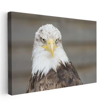 Kel Kartal - Gururlu Duruşuyla Özgürlük Simgesi Kanvas Tablo