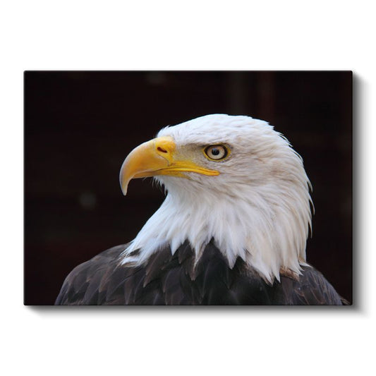 Asil Kartal - Keskin Bakışlı Avcı Kuş Kanvas Tablo