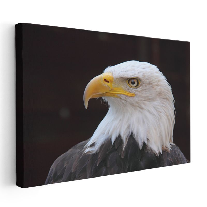 Asil Kartal - Keskin Bakışlı Avcı Kuş Kanvas Tablo