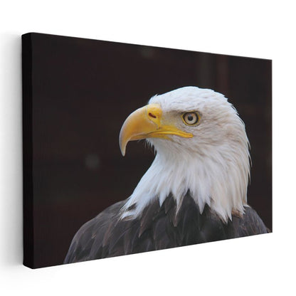 Asil Kartal - Keskin Bakışlı Avcı Kuş Kanvas Tablo
