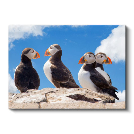 Atlantik Papağanları - Kayalıklarda Toplanan Renkli Deniz Kuşları Kanvas Tablo