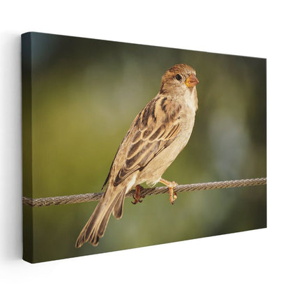 Serçe Kuşu - Tel Üzerinde Zarif Duruş Kanvas Tablo