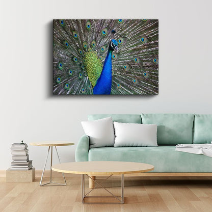 Tavus Kuşu - Göz Alıcı Tüyleriyle Doğanın Şöleni Kanvas Tablo