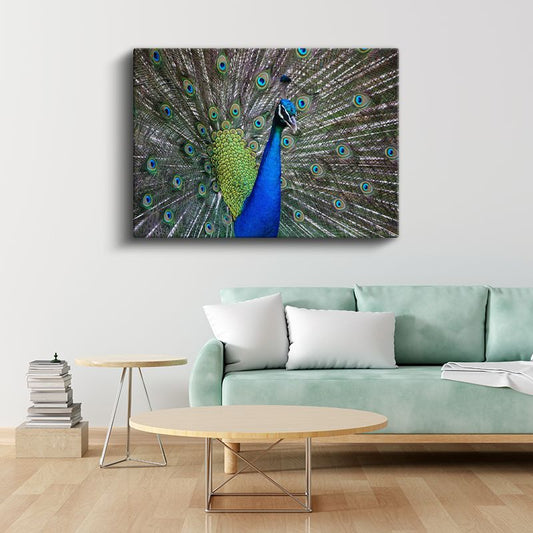 Tavus Kuşu - Göz Alıcı Tüyleriyle Doğanın Şöleni Kanvas Tablo