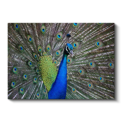 Tavus Kuşu - Göz Alıcı Tüyleriyle Doğanın Şöleni Kanvas Tablo