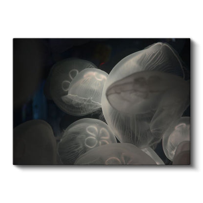 Denizanaları - Derin Sularda Işıldayan Şeffaf Güzellikler Kanvas Tablo