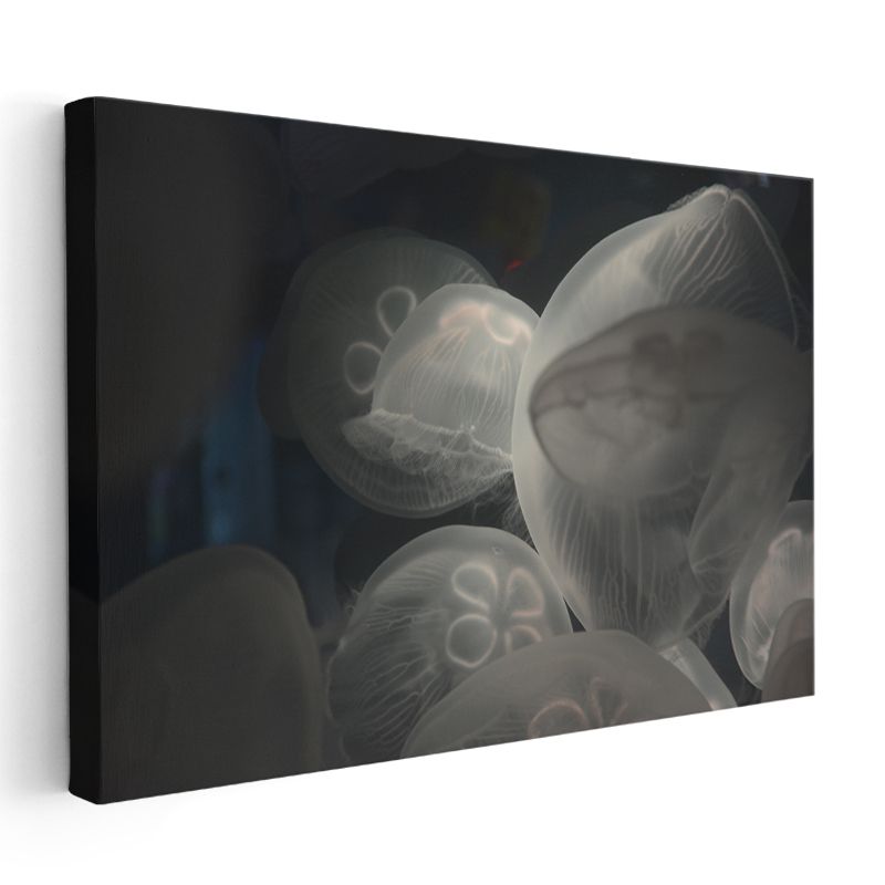 Denizanaları - Derin Sularda Işıldayan Şeffaf Güzellikler Kanvas Tablo