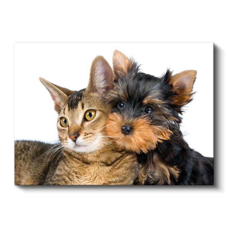 Sıcak Dostluk - Kedi ve Köpek Yavrusu Yan Yana Kanvas Tablo