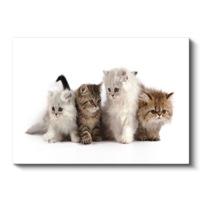 Yavru Kediler - Farklı Renklerde Sevimli Dörtlü Kanvas Tablo