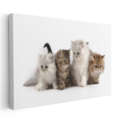 Yavru Kediler - Farklı Renklerde Sevimli Dörtlü Kanvas Tablo