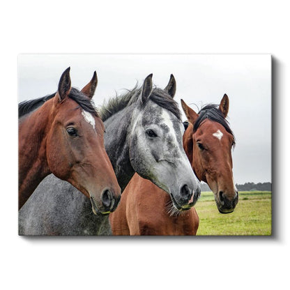 Asil Atlar - Üç Farklı Renkte Güçlü Dostlar Kanvas Tablo
