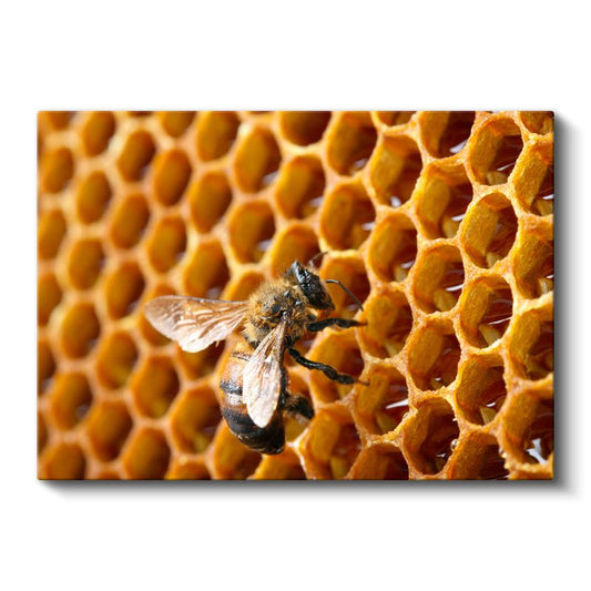 Bal Arısı - Altın Sarısı Petekte Çalışkan İşçi Kanvas Tablo