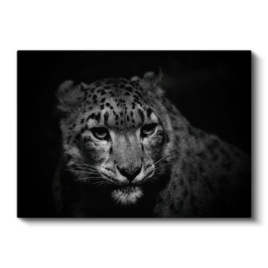 Kar Leoparı - Gizemli Bakışlarıyla Dağların Avcısı Kanvas Tablo