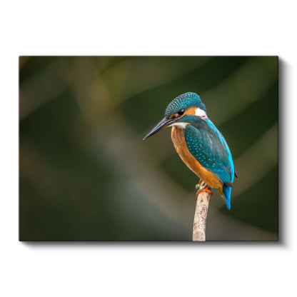 Yalıçapkını - Dal Üzerinde Bekleyen Renkli Avcı Kanvas Tablo