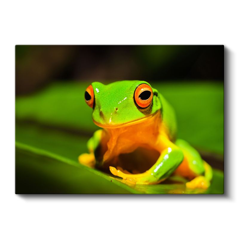 Ağaç Kurbağası - Turuncu Ayaklı Yeşil Kahraman Kanvas Tablo