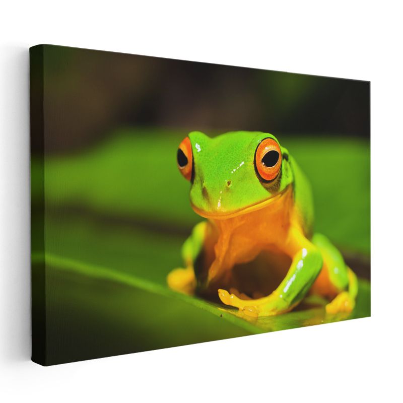 Ağaç Kurbağası - Turuncu Ayaklı Yeşil Kahraman Kanvas Tablo