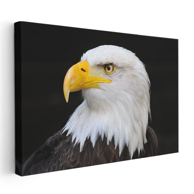 Kel Kartal - Keskin Bakışlı Özgürlük Simgesi Kanvas Tablo
