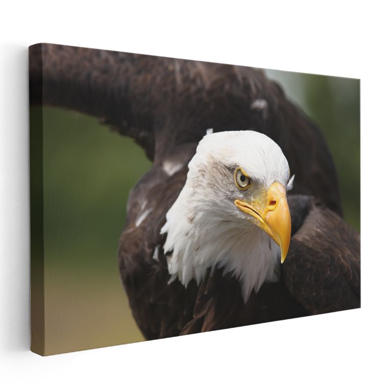 Kel Kartal - Keskin Bakışlı Özgürlük Simgesi Kanvas Tablo