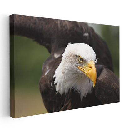 Kel Kartal - Keskin Bakışlı Özgürlük Simgesi Kanvas Tablo