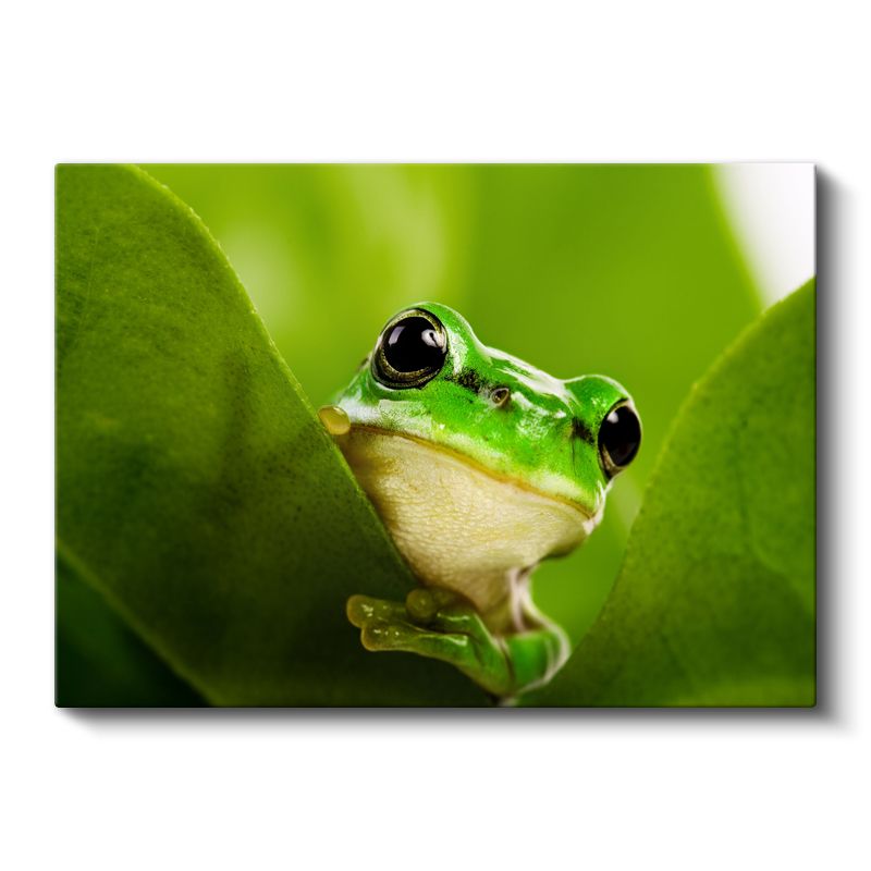 Yaprak Kurbağası - Yeşil Yaprakta Sakin Bekleyiş Kanvas Tablo