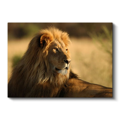 Aslan Portresi - Altın Yeleli Savanların Kralı Kanvas Tablo