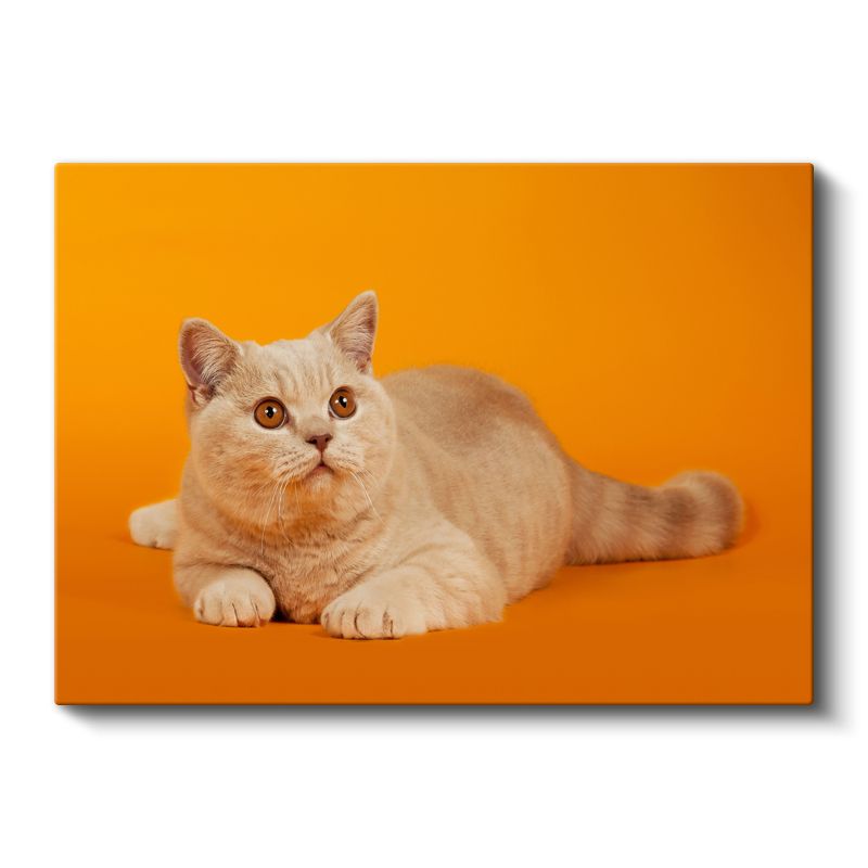 Krem Kedi - Turuncu Zeminde Zarif Duruş Kanvas Tablo