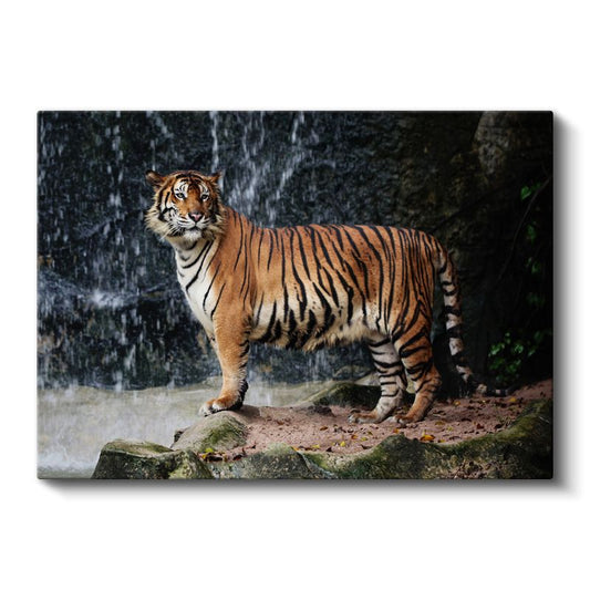Bengal Kaplanı - Şelale Önünde Heybetli Duruş Kanvas Tablo