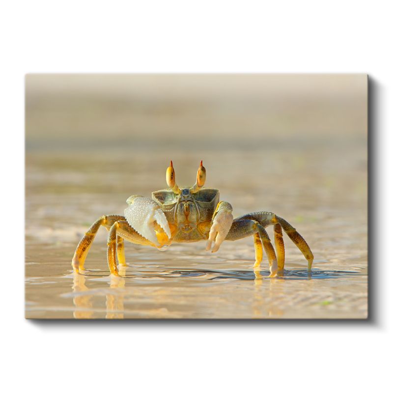 Kumsal Yengeci - Sığ Sularda Yürüyüş Kanvas Tablo