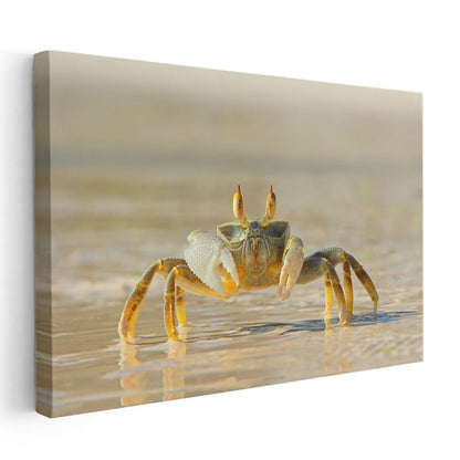 Kumsal Yengeci - Sığ Sularda Yürüyüş Kanvas Tablo