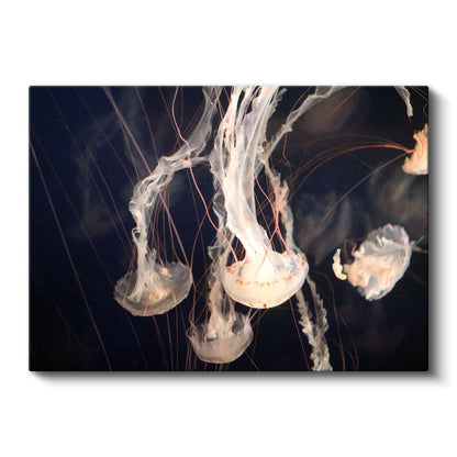 Denizanaları - Derin Sularda Zarif Dans Kanvas Tablo