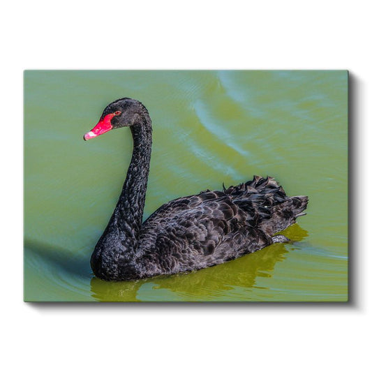 Siyah Kuğu - Yeşil Suda Zarif Yüzüş Kanvas Tablo
