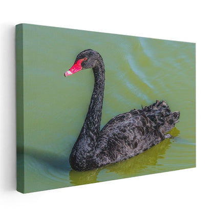 Siyah Kuğu - Yeşil Suda Zarif Yüzüş Kanvas Tablo